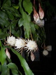 Епифилум / Epiphyllum 