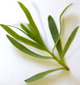 Естрагон (тарос) Artemisia dracunculus
