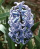 Зюмбюл / Hyacinthus