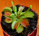 Венерина клопка ( росянка) / Dionaea muscipula