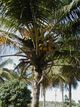 Кокосова палма / Cocos nucifera