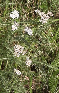 Бял равнец/Achillea Millefolium