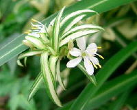 Chlorophytum comosum / Хлорофитум (Зелена лилия)
