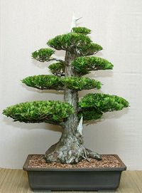 Подокарпус/Podocarpus