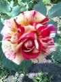 роза от градината на Недялко Симеонов
Мнения:8 / Последно:11.11.2011 14:47
За снимката не се гласува